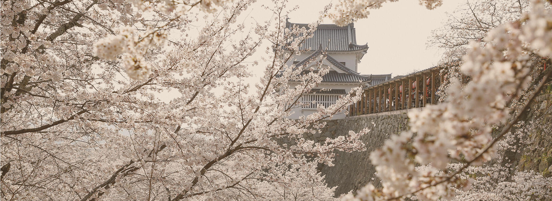 桜の名所であり、歴史残る地、岡山津山。