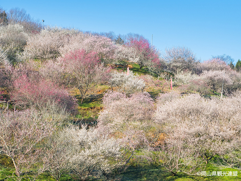 ～初春の訪れにふれる～ 岡山随一の梅の名所「梅の里公園」