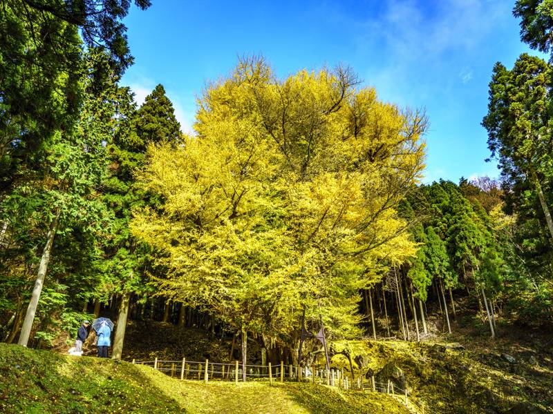 行楽の秋、津山周辺で愉しむ紅葉シーズン