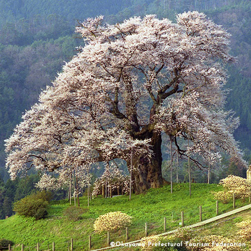 Daigozakura Cherry Tree