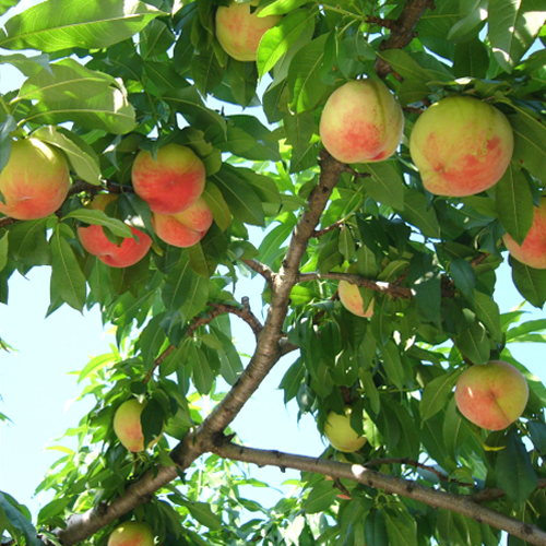 Ohara Fruit Farm