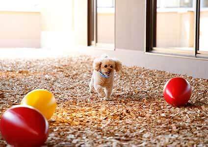 DOG FRIENDLY FLOOR ドッグフレンドリーフロア