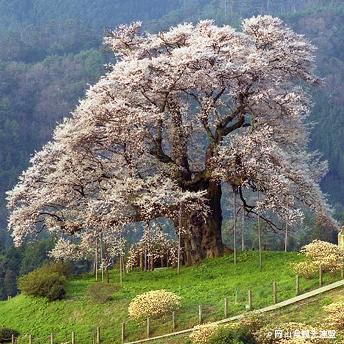 醍醐桜